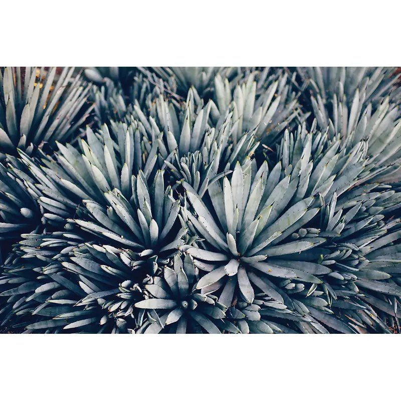Blue Agave