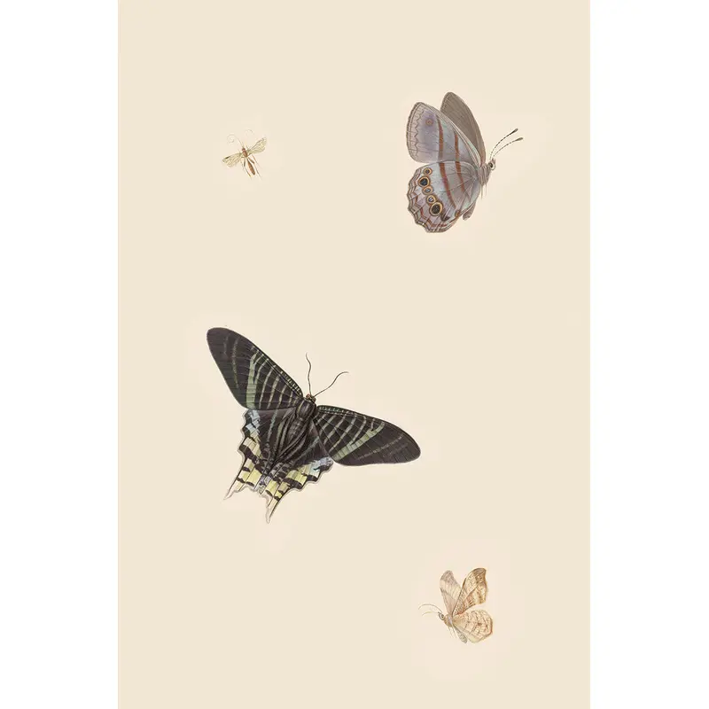 Butterflies I