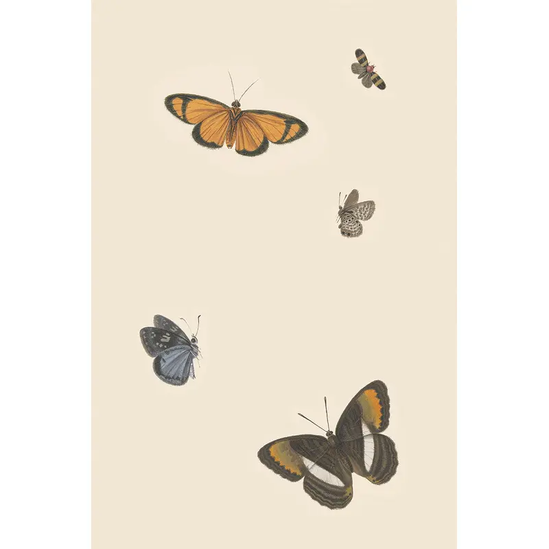 Butterflies II