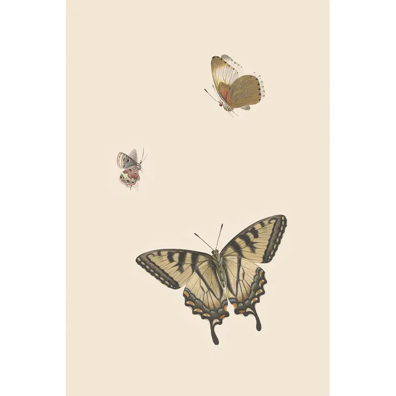 Butterflies III