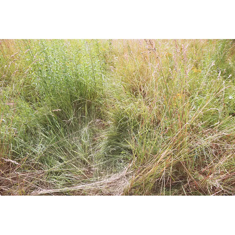 Grass