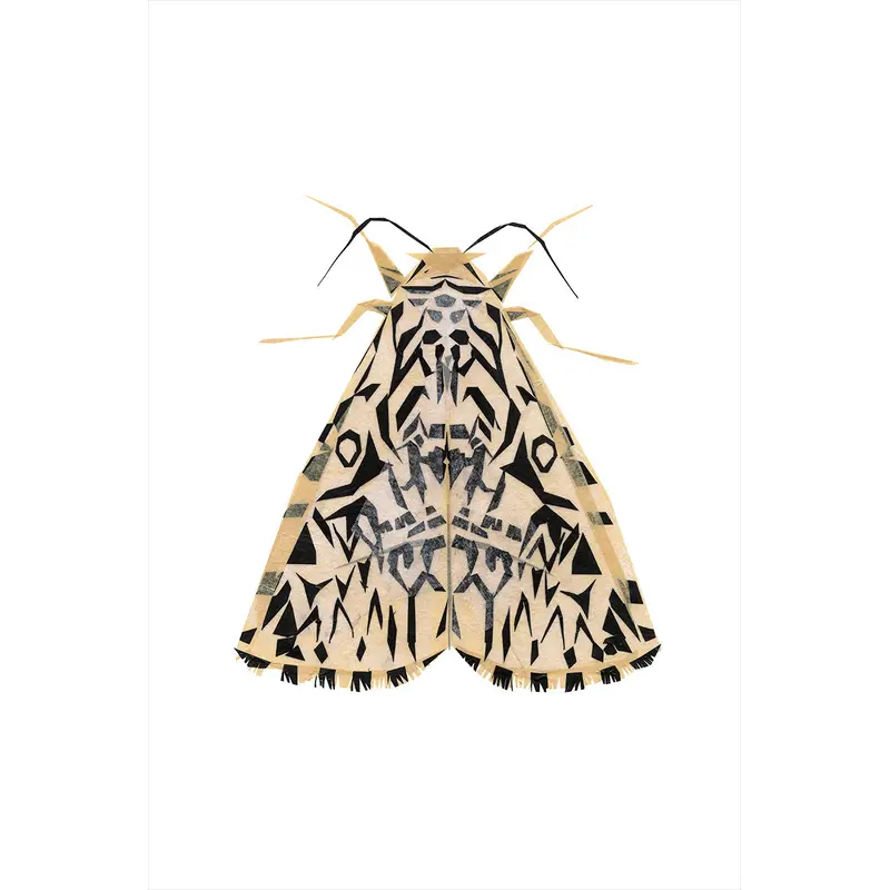 Moth II