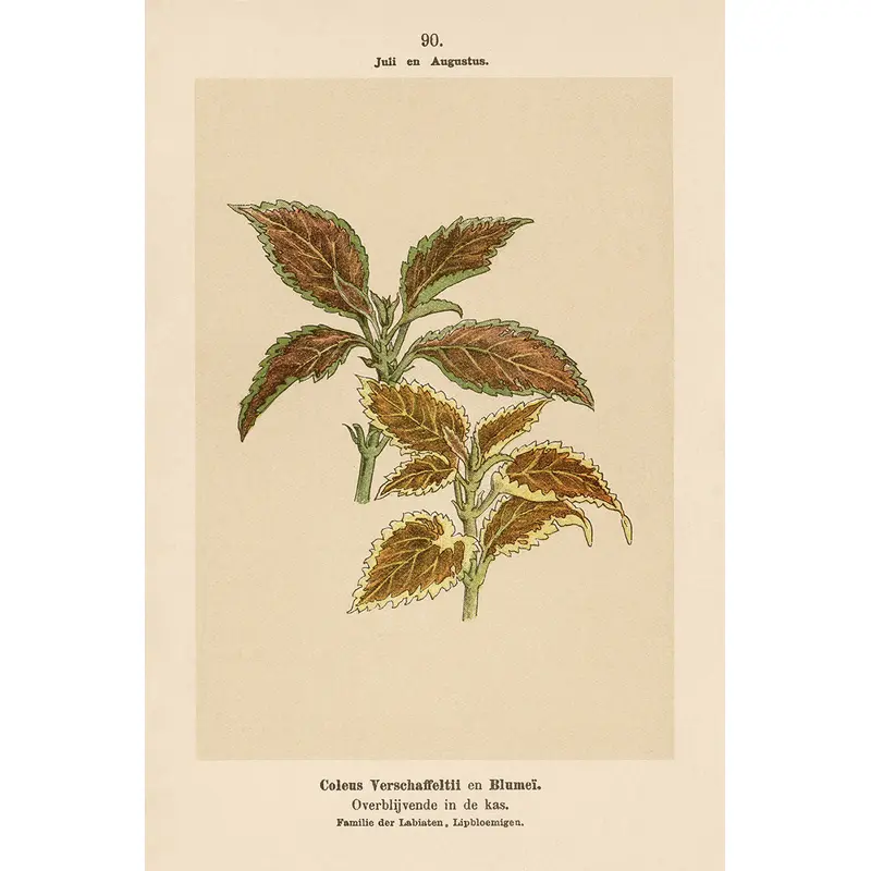 Dutch Botanicals III