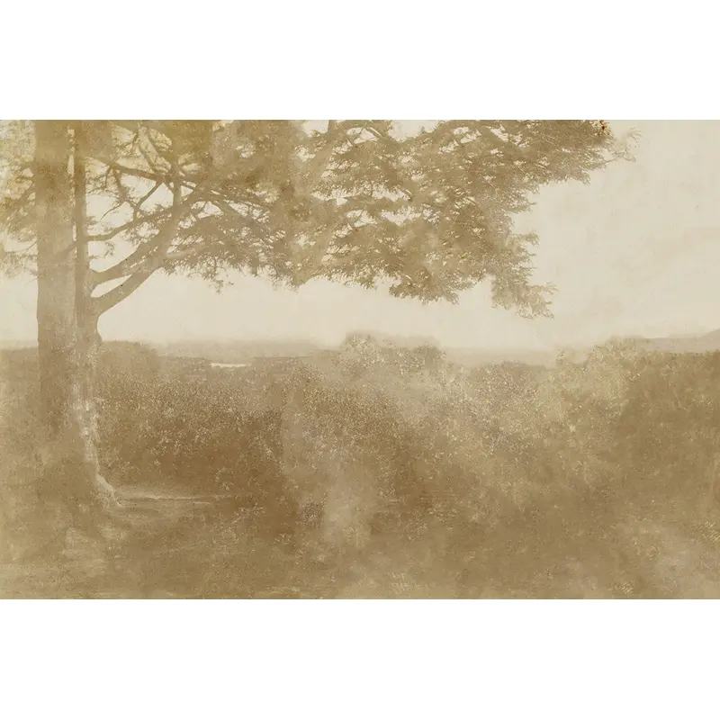 Sepia Trees I