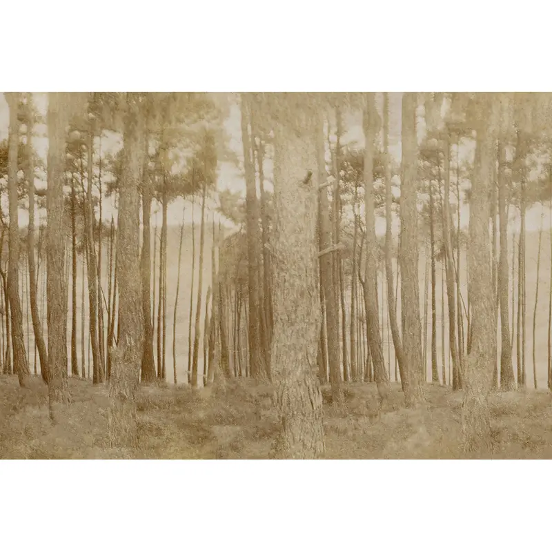 Sepia Trees II