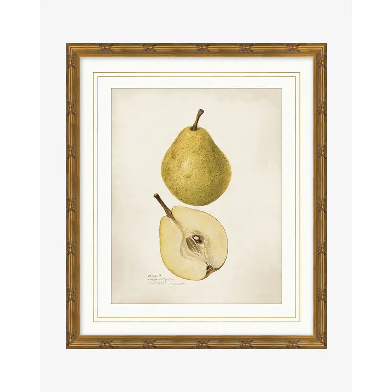 Pear Study