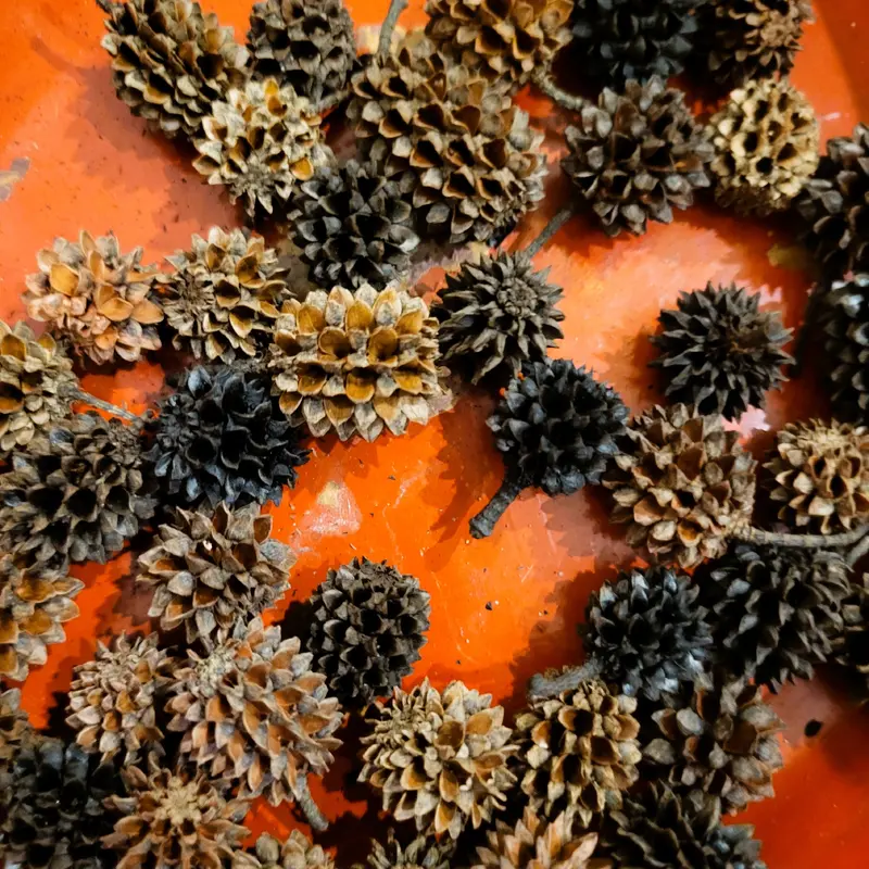 Casuarina cone