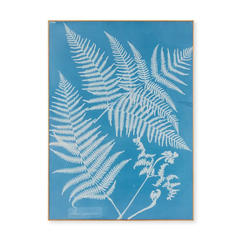 Anna Atkins Pteris Aquilina Framed Print