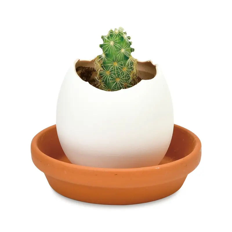 Eggling Crack & Grow Planter Kit - Cactus