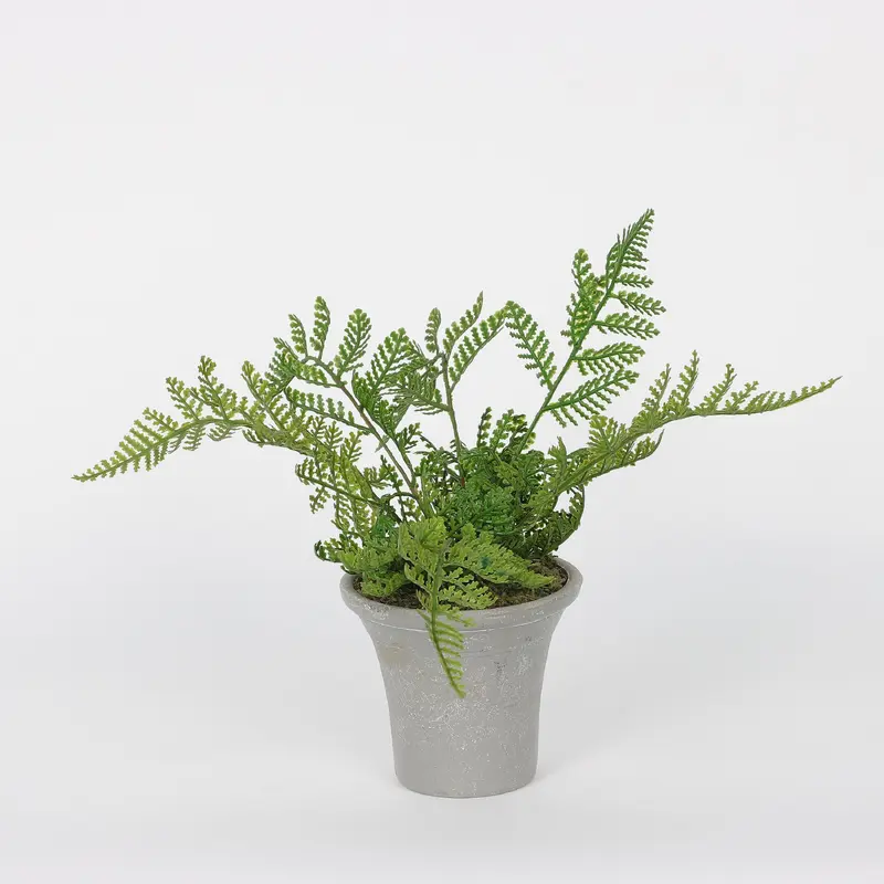 Spring Ferns on Pot