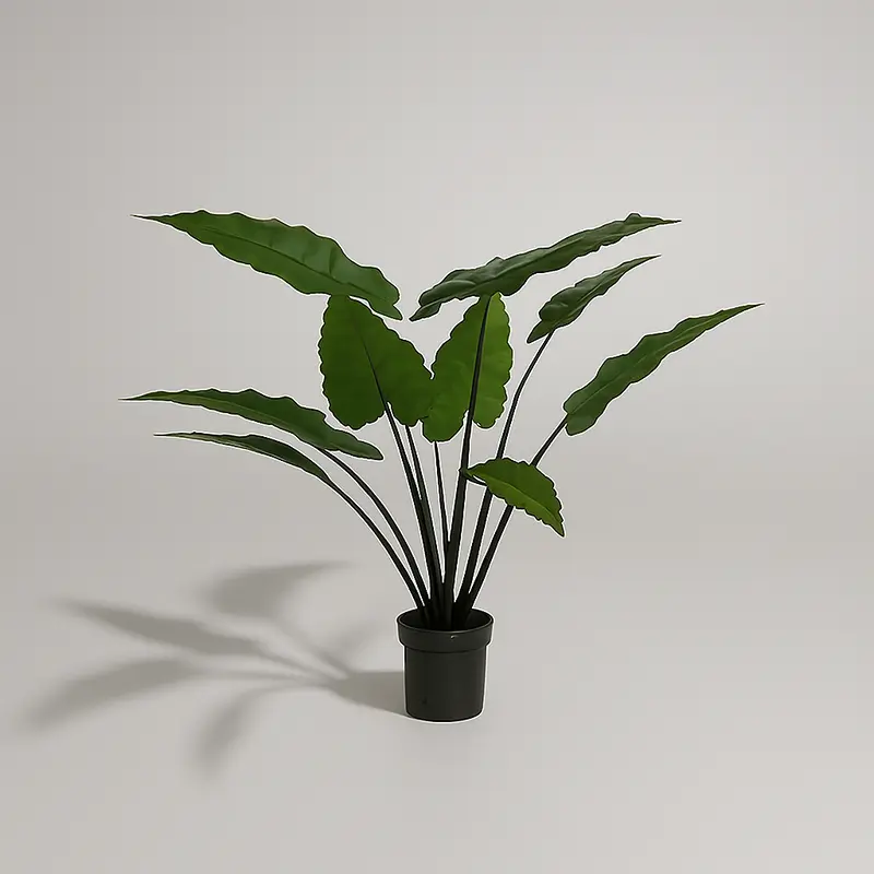 Medium Rainbow Yd1003