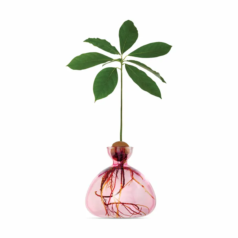 Avocado Vase - Pink