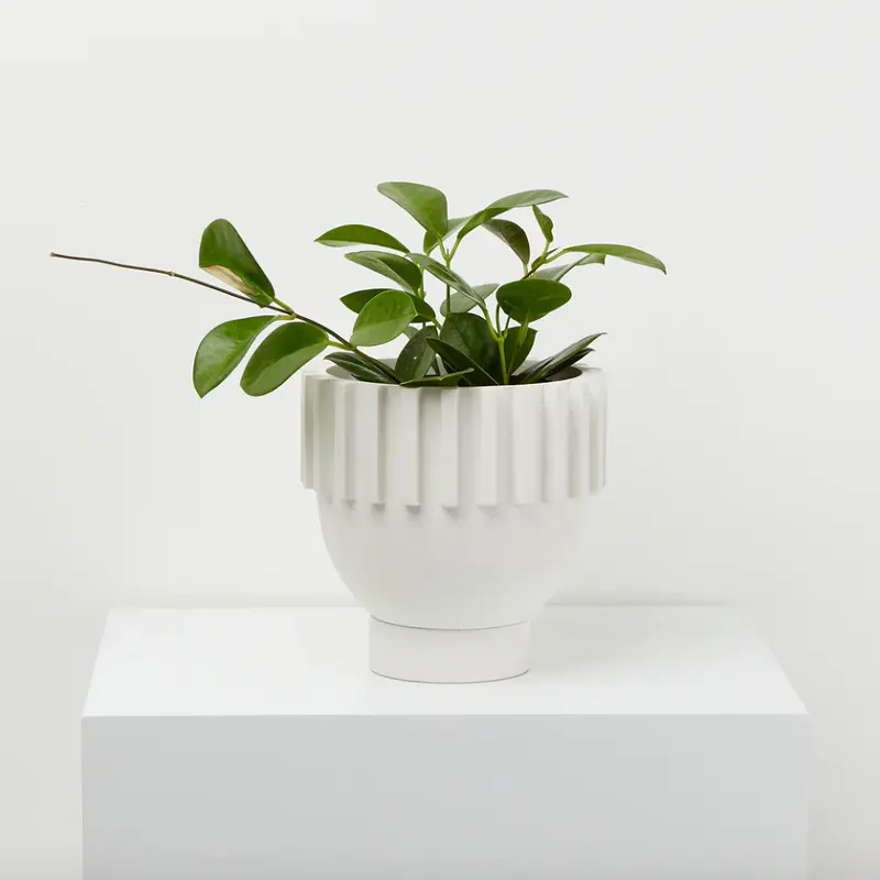 Solstice Planter by Capra Designs