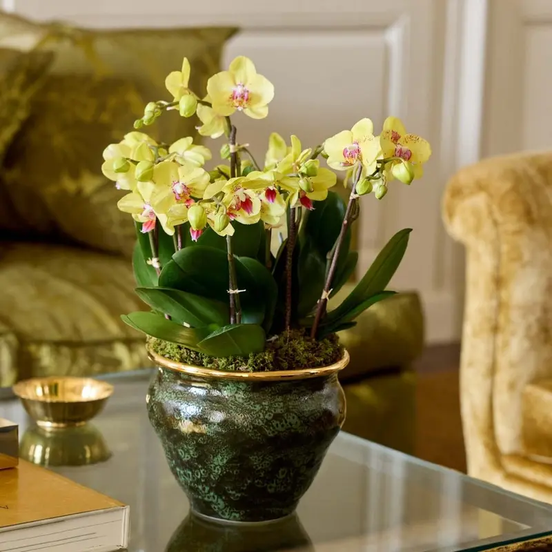 Rimara Cachepot in Cypress by AERIN